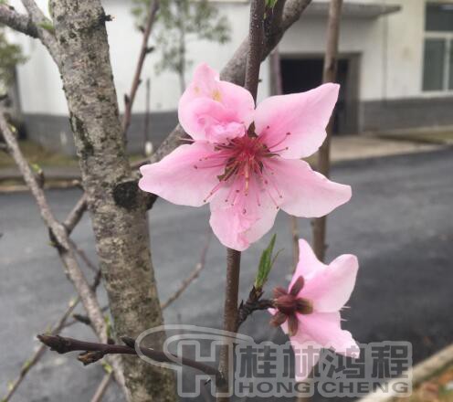 桂林鴻程磨粉機(jī)廠(chǎng) 桃花朵朵