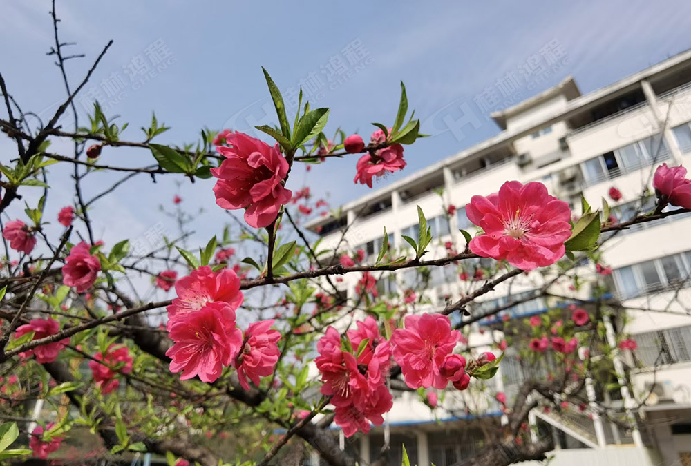 桂林鴻程花團(tuán)錦簇，滿園春色，邀您一起共賞春景，共商大計(jì)！